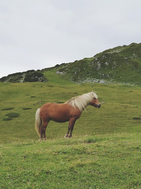 Foto pferd auf dem feld