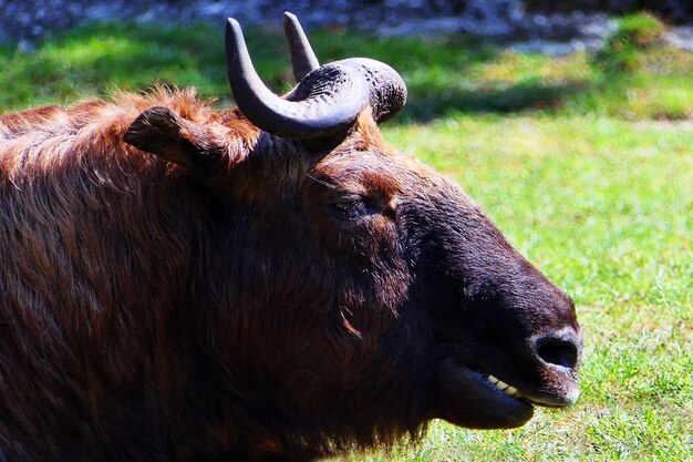 Pferd auf dem Feld