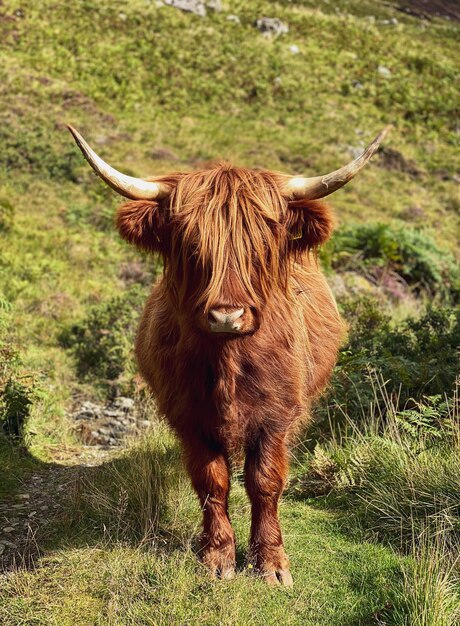 Foto pferd auf dem feld