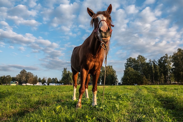 Pferd auf dem Feld