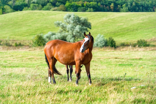 Pferd auf dem grünen Bauernhoffeld mit Gras