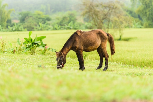 Pferd auf dem grünen Rasen