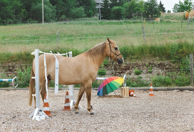 Pferd auf dem Trainingsplatz