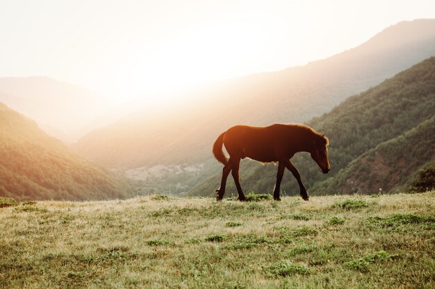 Pferd auf der Alm weiden lassen