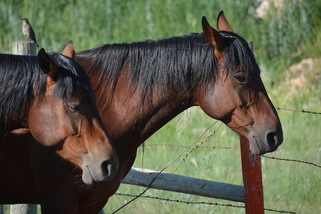 Foto pferd auf der ranch