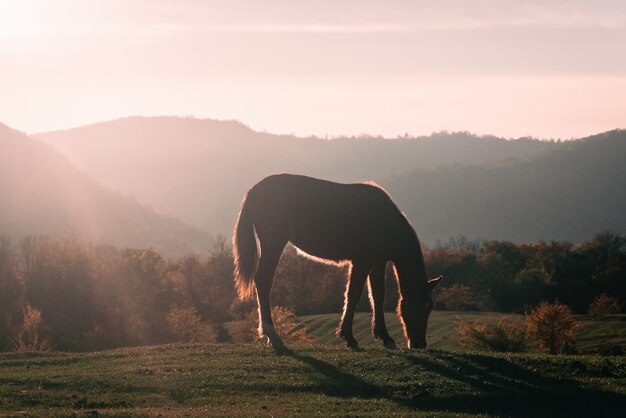 Pferd auf der Weide, die Gras isst