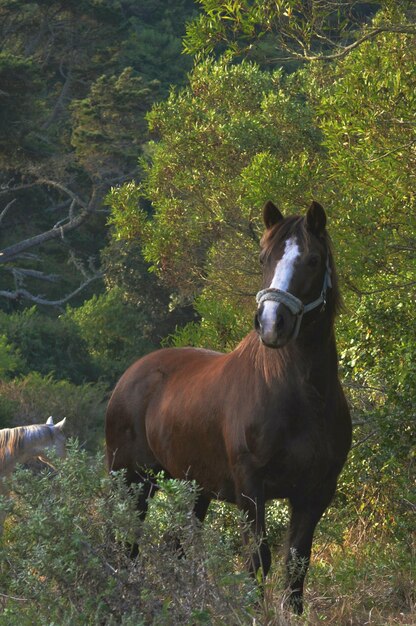 Foto pferd auf der weide