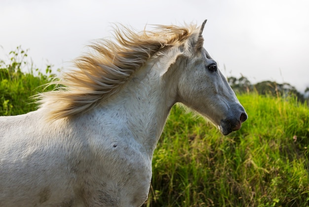 Pferd auf der Wiese im Sommer