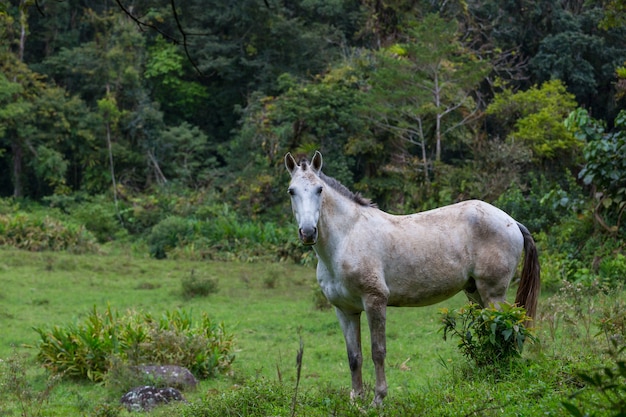 Pferd auf der Wiese im Sommer