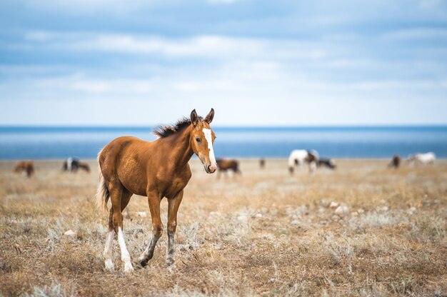 Pferd auf einem Feld, Nutztiere, Naturserie