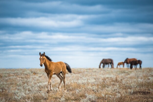 Pferd auf einem Feld, Nutztiere, Naturserie