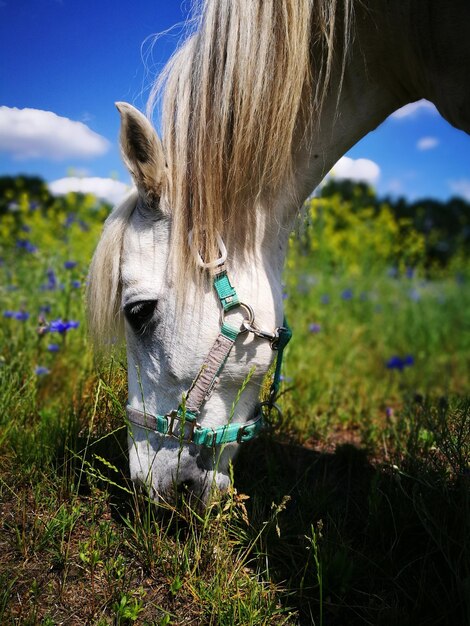 Foto pferd auf einem feld