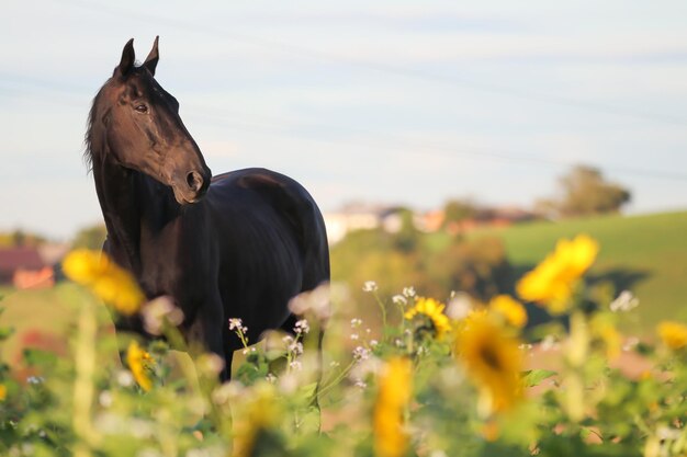 Foto pferd auf einem feld