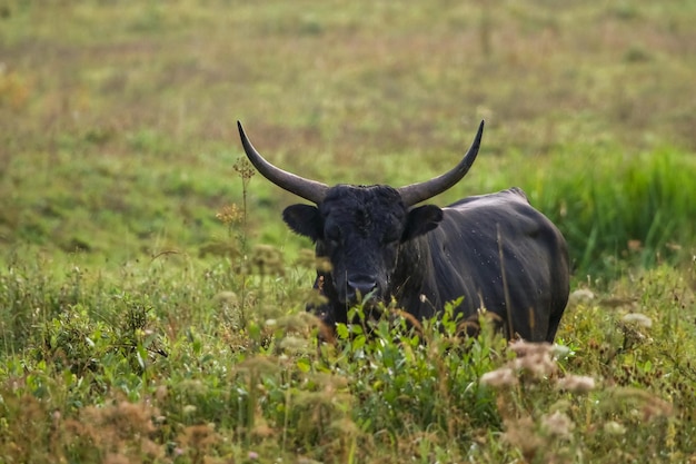 Foto pferd auf einem feld