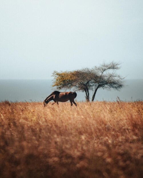 Foto pferd auf einem feld