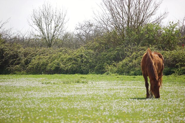 Foto pferd auf einem feld