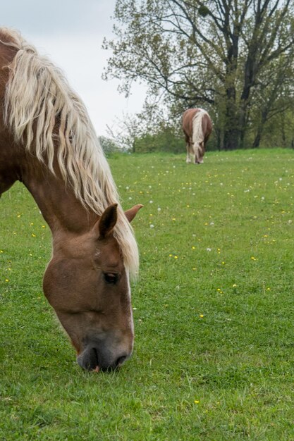 Pferd auf einem Feld