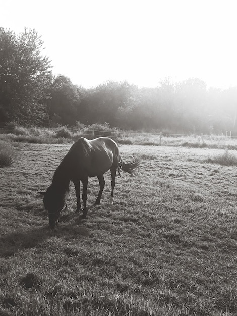 Foto pferd auf einem feld