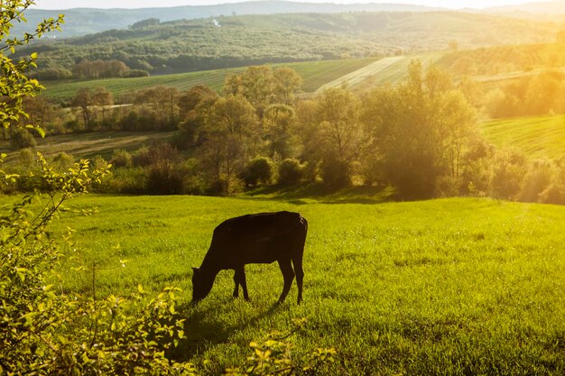 Foto pferd auf einem feld