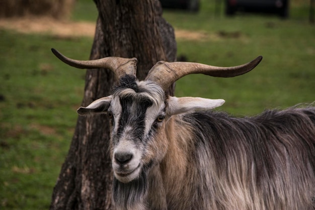 Pferd auf einem Feld