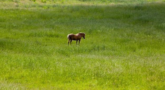 Pferd auf einem Feld