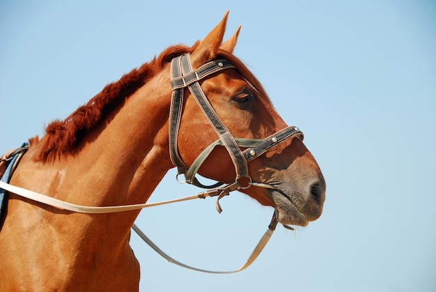 Pferd auf einem Hintergrund des blauen Himmels