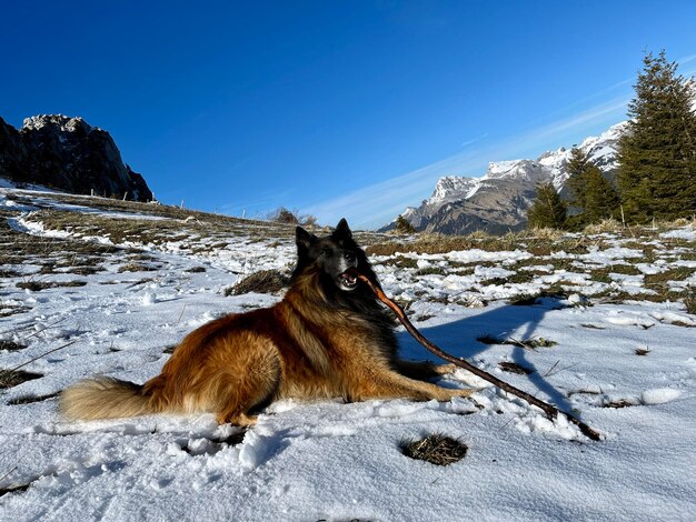 Foto pferd auf einem schneebedeckten berg