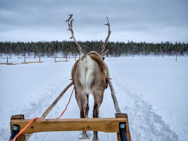 Foto pferd auf einem schneebedeckten feld