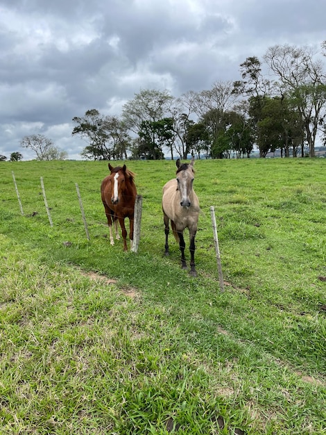 Pferd auf einer Farm in Brasilien
