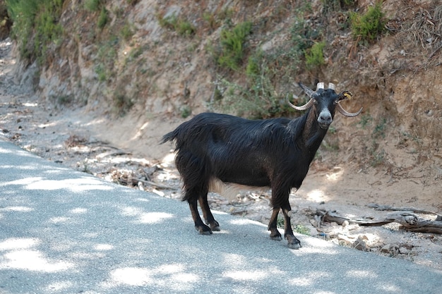 Foto pferd auf einer schotterstraße