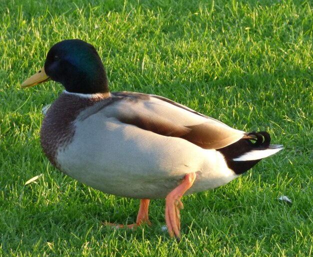 Foto pferd auf grasbewachsenem feld