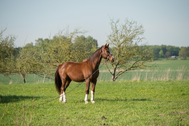 Pferd auf Natur Porträt eines braunen Pferds