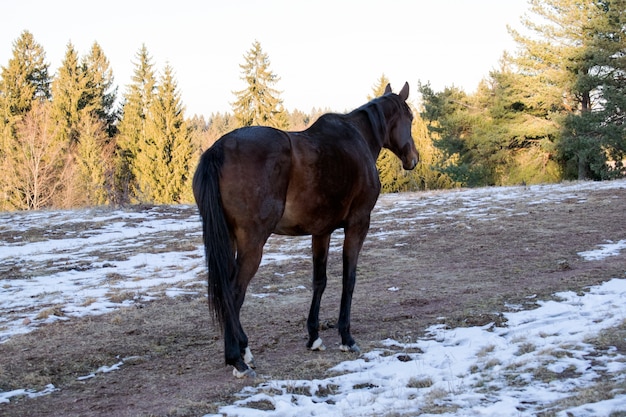 Pferd auf Schnee