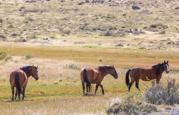 Pferd auf Wiese