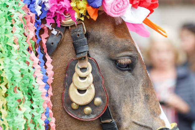 Pferd beim traditionellen mährischen Königsrittfest in Vlcnov, Tschechische Republik