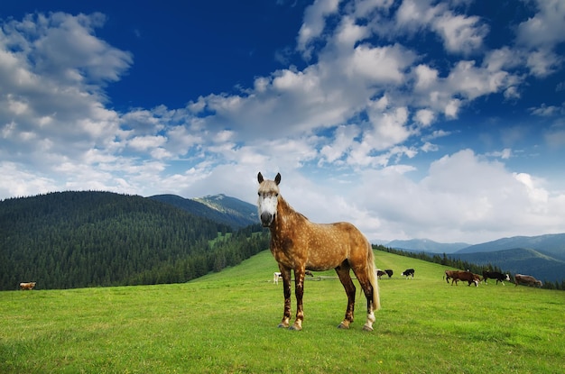 Pferd, das auf Bergwiese weiden lässt