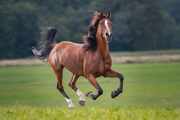 Pferd, das auf dem Land rennt