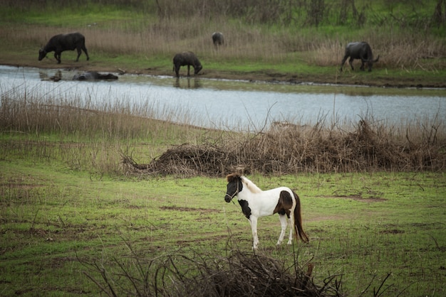 Pferd, das auf dem Rasen blauer Himmelberg isst