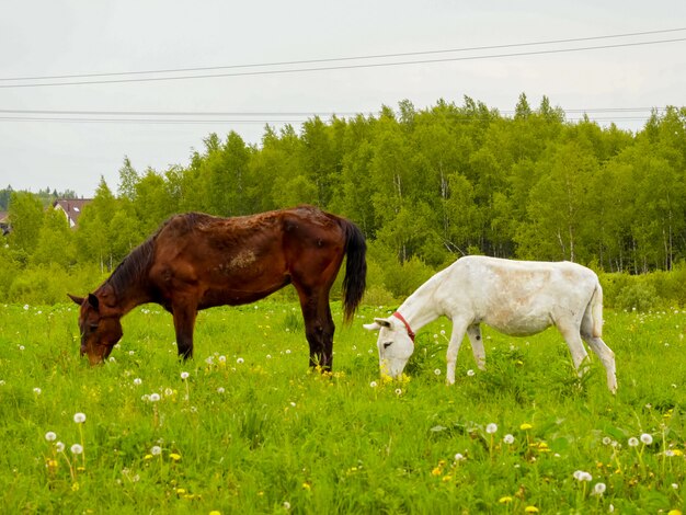 Pferd, das auf der Wiese weiden lässt.