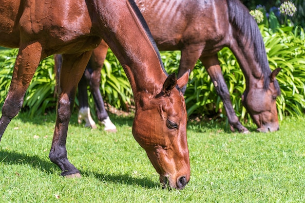 Pferd, das auf grünem Gras im tropischen Garten weidet. Tansania, Afrika