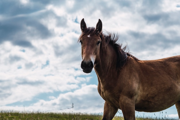 Pferd, das frei im Berg herumläuft und dem Wind zugewandt ist