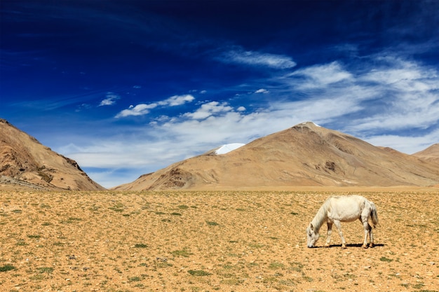 Pferd, das im Himalaya weidet. Ladakh, Indien