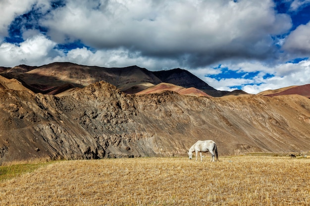 Pferd, das im Himalaya weidet