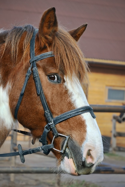 Pferd, das neugierig schaut, Hauptporträt