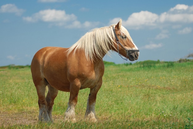 Pferd der Rasse Dänisch-Jütland, das frei auf der Wiese weidet