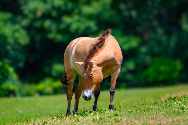 Pferd frisst auf seiner Wiese sehr ruhig