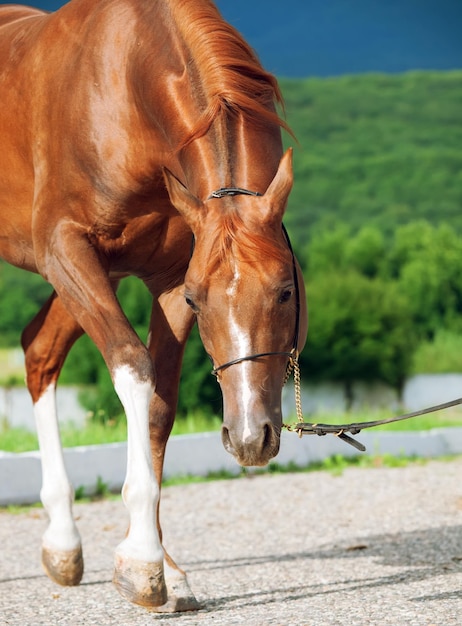 Pferd geht auf einem Fußweg