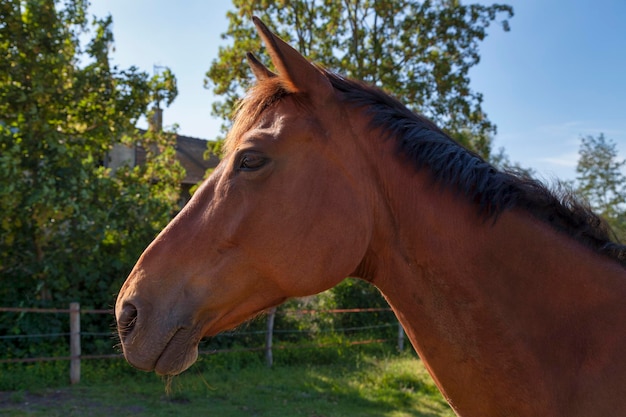 Pferd grast auf einer Weide