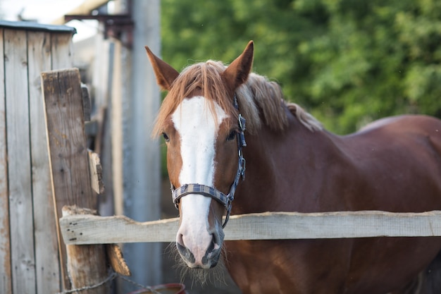 Pferd Hannoveraner rotbraune Farbe mit weißer Streifenlinie