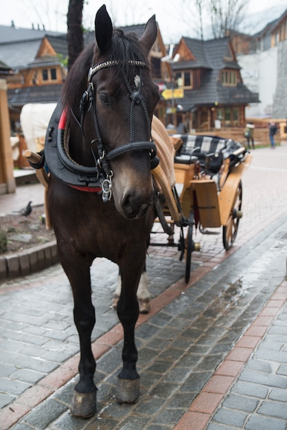 Pferd im Dorf Zakopane, Polen, Polen